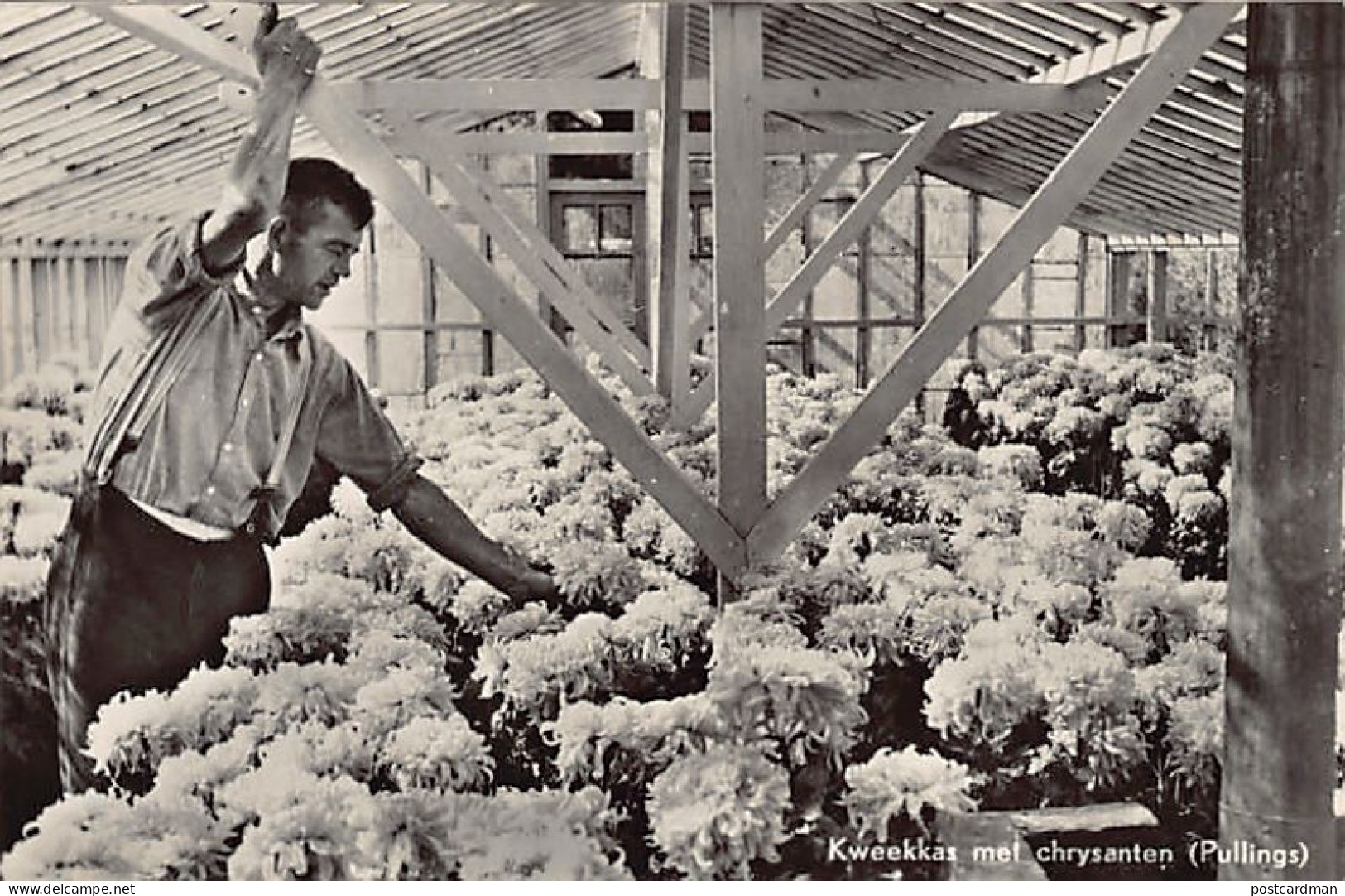 Nederland - AALSMEER - Kweekkas met chrysanten (Pullings)