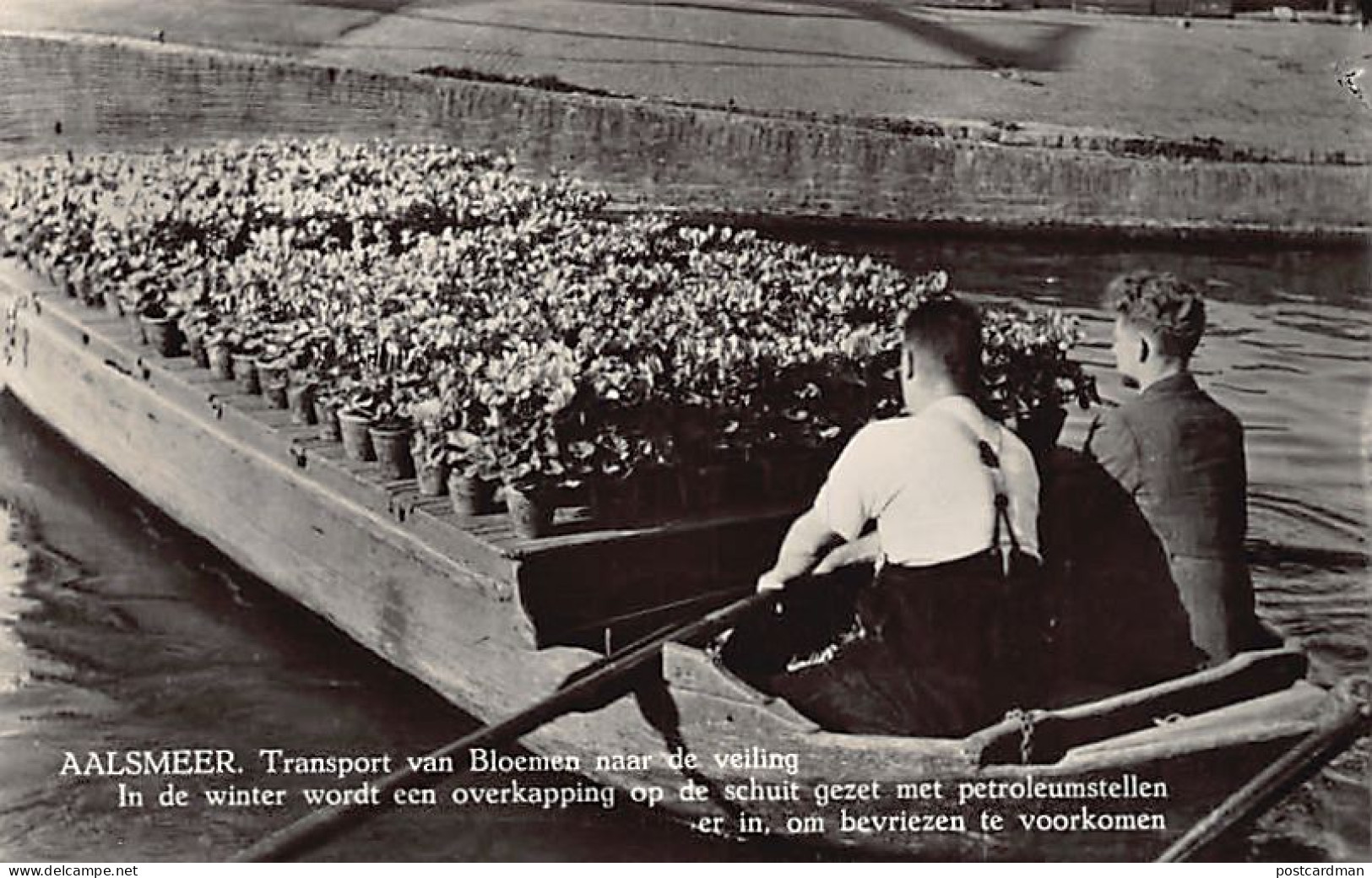 Nederland - AALSMEER - Transport van Bloemen naar de veiling