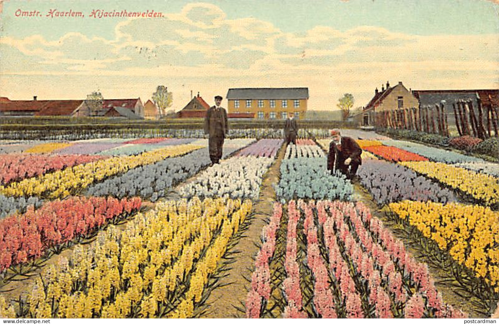 Nederland - HAARLEM - Hyacinthenvelden - Omstr. Haarlem