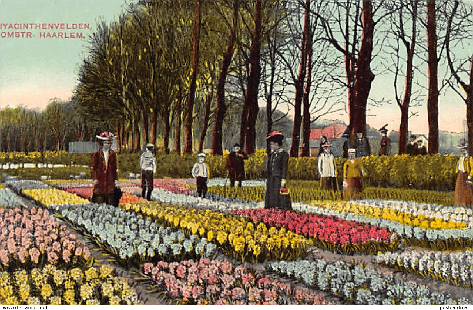 Nederland - HAARLEM - Hyacinthenvelden - Omstr. Haarlem