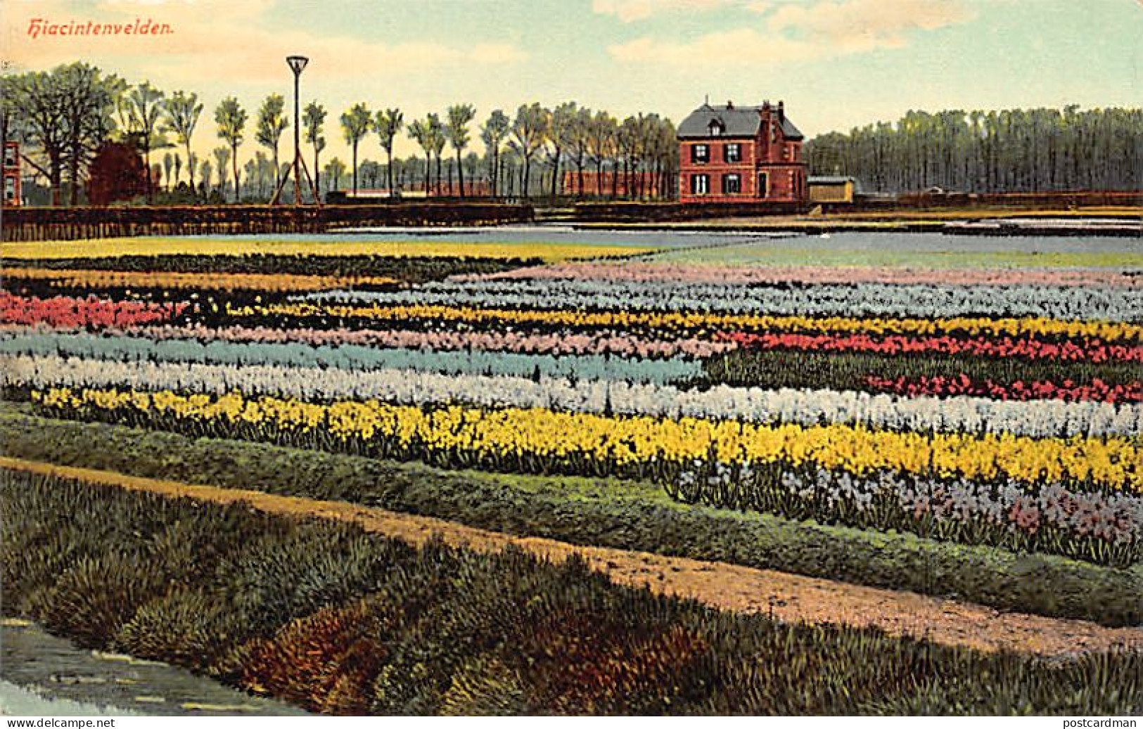 Nederland - HAARLEM - Hyacinthenvelden - Omstr. Haarlem