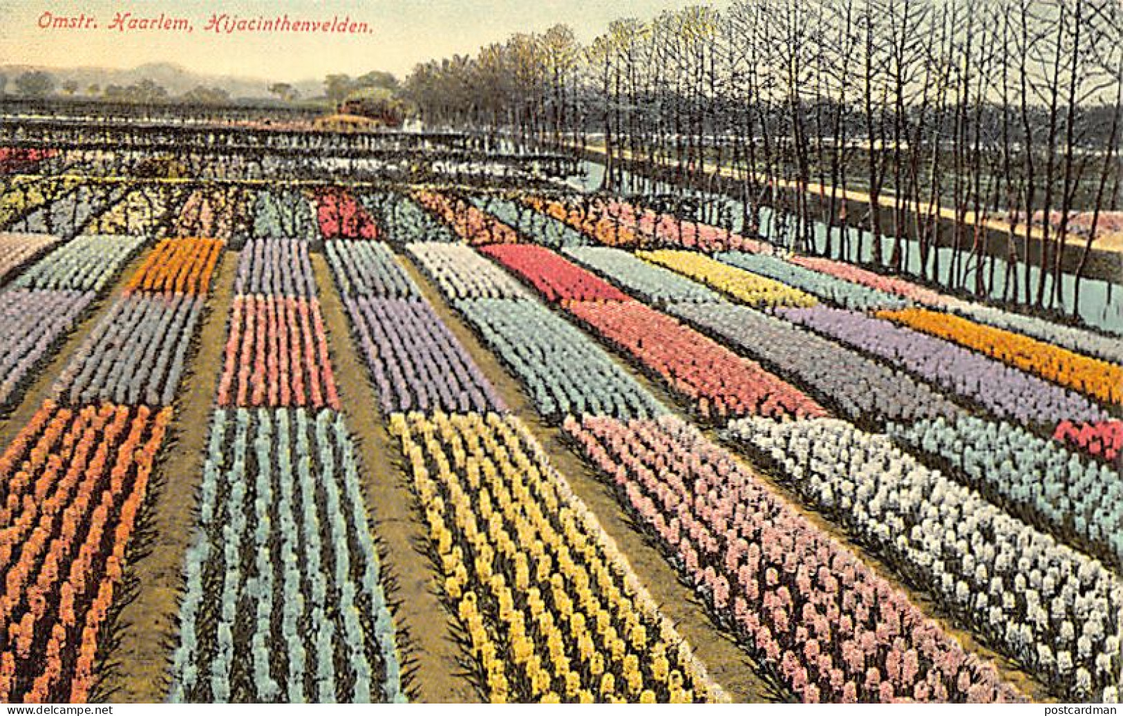 Nederland - HAARLEM - Hyacinthenvelden - Omstr. Haarlem