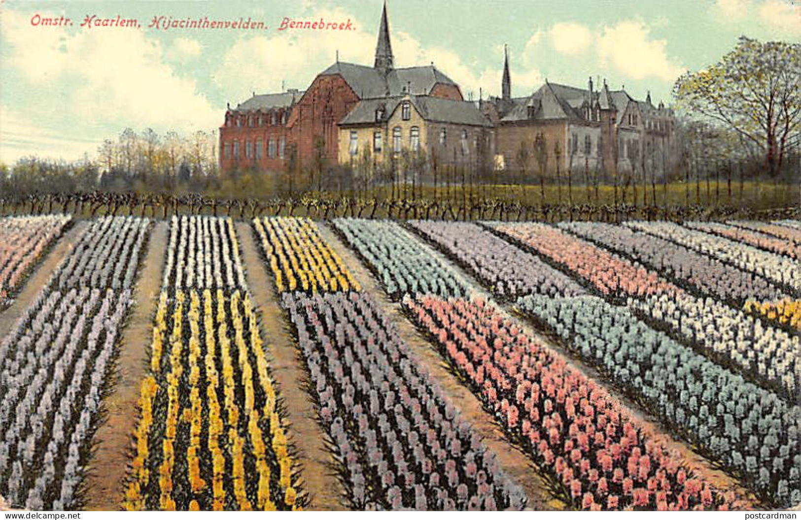 Nederland - HAARLEM - Hyacinthenvelden - Omstr. Haarlem - Bennebroek