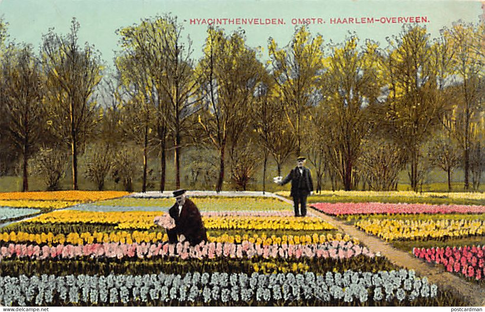 Nederland - HAARLEM - Hyacinthenvelden - Omstr. Haarlem-Overveen