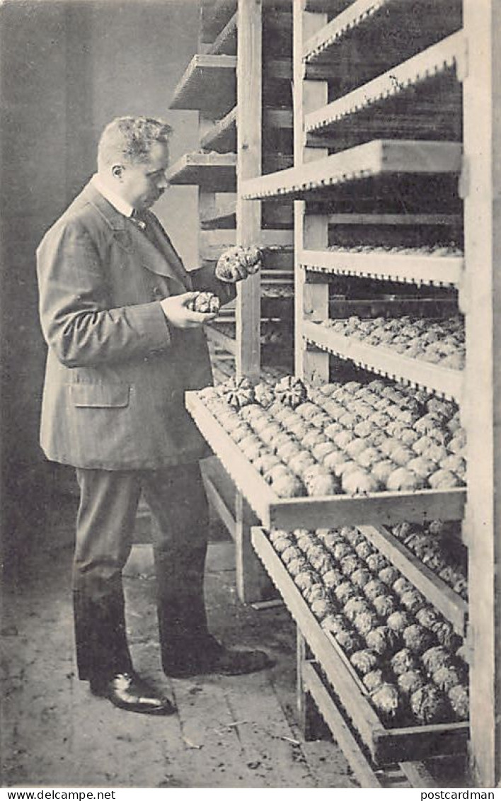 Nederland - LISSE - Fred de Meulder Bloembollen