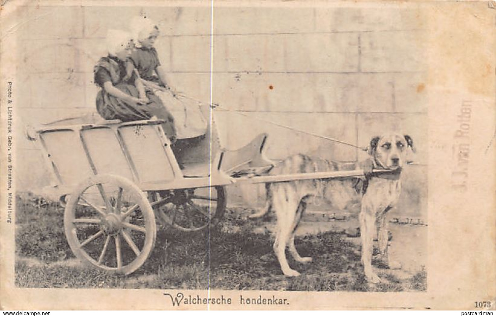 Nederland - MIDDELBURG - Walchersche hondenkaar