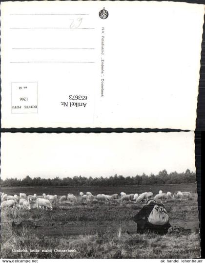 653673,Foto Ak Renkum Ginkelse heide nabij Oosterbeek Schafe Schäfer Nederlands