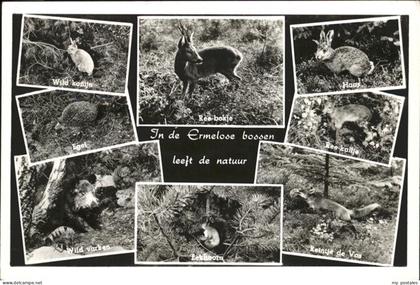 Ermelo Jn de Ermelose bossen leeft de natur