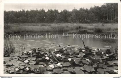 Ommen Overijssel Een der Besthmenermeertjes Seerosen