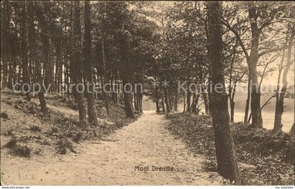 Zuidlaren Dennenbosch Waldpartie