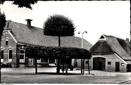 CPA Borger Odoorn Drenthe Niederlande, Wilhelminaboom