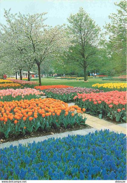 Carte Postale - Pays-Bas - Lisse - Keukenhof - Fleurs - Zuid-Holland - CPM - Voir Scans Recto-Verso