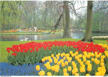 Carte Postale - Pays-Bas - Lisse - Keukenhof - Fleurs - Zuid-Holland - CPM - Voir Scans Recto-Verso