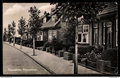 AK Sassenheim, Platanenlaan, rij woningen met stoep en platanen