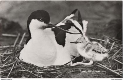 Texel - Kluut met jong - & bird