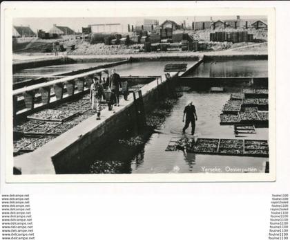 carte de YERSEKE oesterputten ( parc à huitres ) ( format 9 x 14 cm )