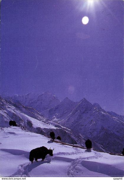 CPM Yacks Khumjung Nepal