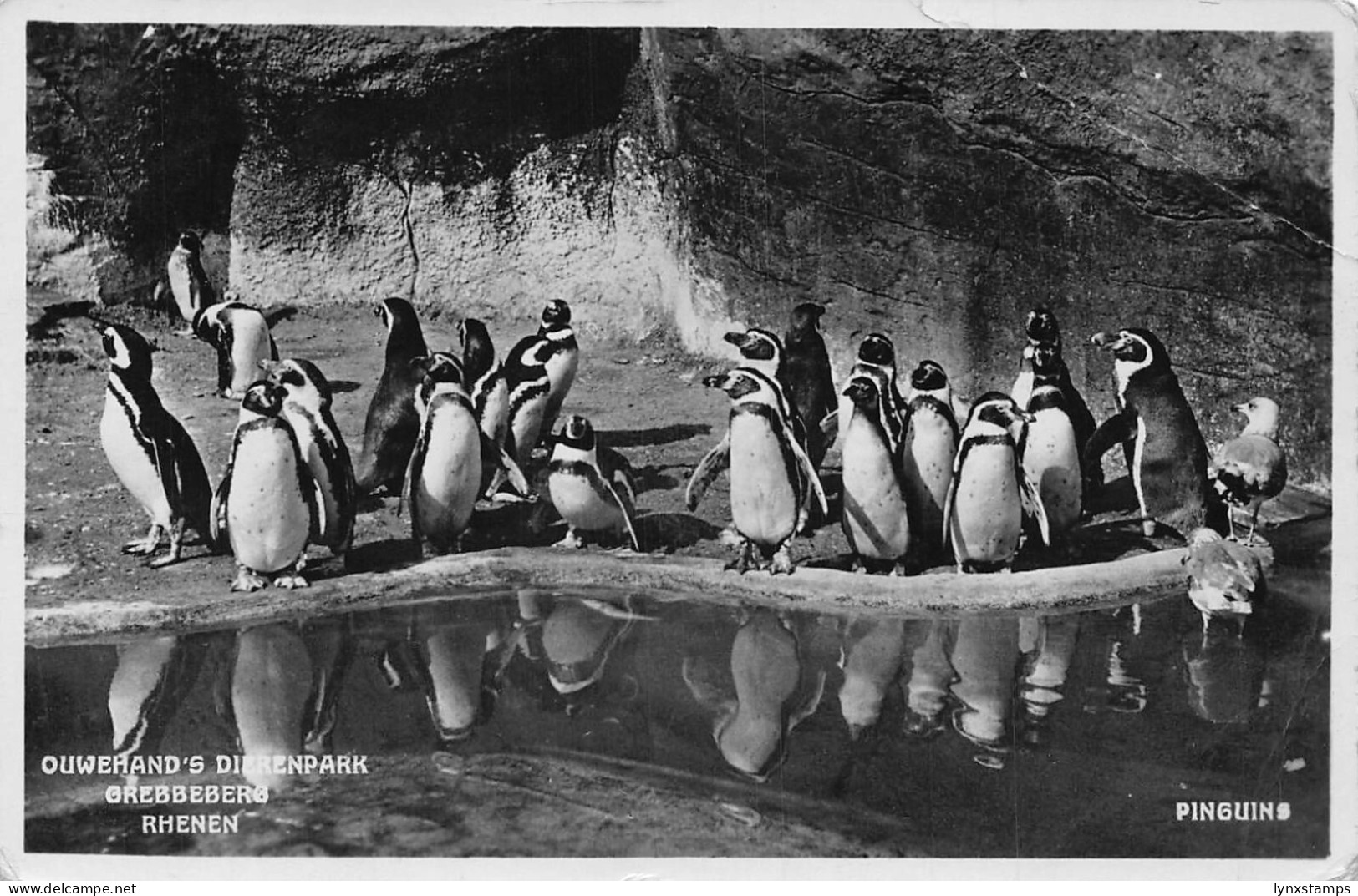 Netherlands 1939 Penguins Ouwehand's Dierenpark Grebbeberg Rhenen postcard