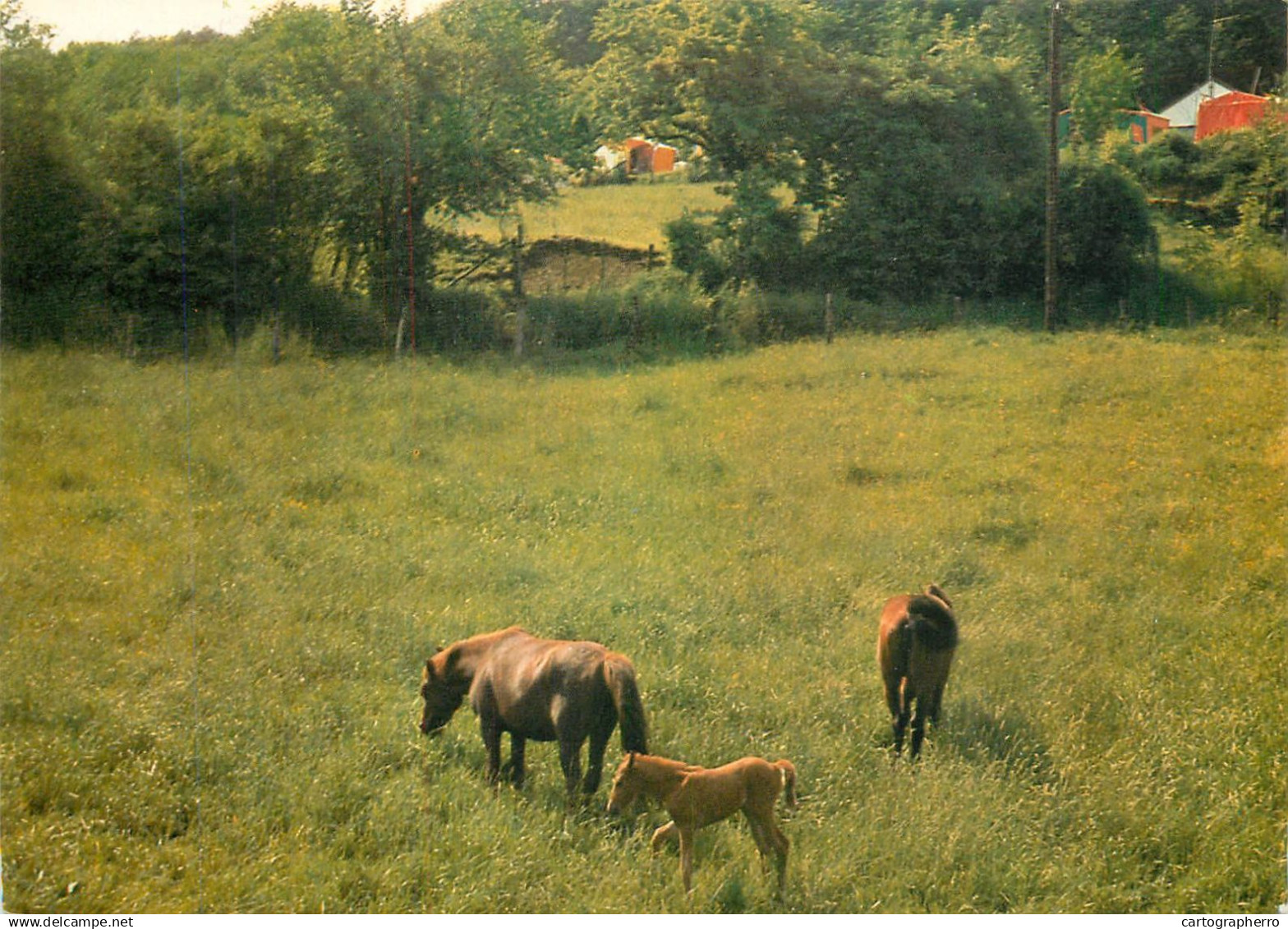 Netherlands Slenaken Limburg picturesque countryside area horses image
