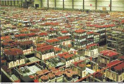 CP AALSMEER -world flower centre