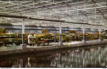CPA Pays Bas Centrale Aalmeerche Veiling Aalsmeer
