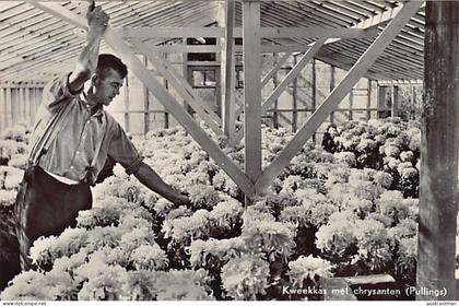Nederland - AALSMEER - Kweekkas met chrysanten (Pullings)