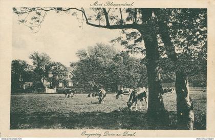 * BLOEMENDAAL - Omgeving Duin en Daal - Vaches en Pâture - Vache - Mooi Bloemendaal - 1917