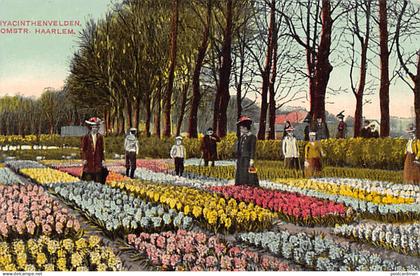 Nederland - HAARLEM - Hyacinthenvelden - Omstr. Haarlem