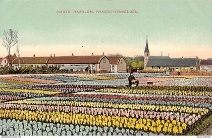 Nederland - HAARLEM - Hyacinthenvelden - Omstr. Haarlem