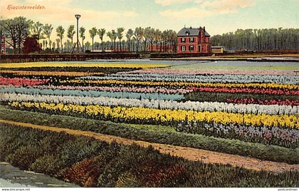 Nederland - HAARLEM - Hyacinthenvelden - Omstr. Haarlem