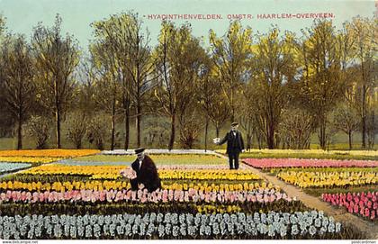Nederland - HAARLEM - Hyacinthenvelden - Omstr. Haarlem-Overveen