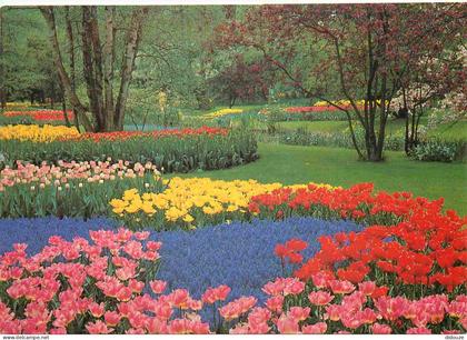 Carte Postale - Pays-Bas - Lisse - Keukenhof - Fleurs - Noord-Holland - CPM - Voir Scans Recto-Verso