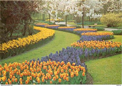 Carte Postale - Pays-Bas - Lisse - Keukenhof - Fleurs - Zuid-Holland - CPM - Voir Scans Recto-Verso