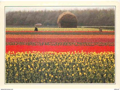 Carte Postale - Pays-Bas - Lisse - Tulpencultuur in de buurt van lisse - Les tulipes et les jacinthes habillent le payag