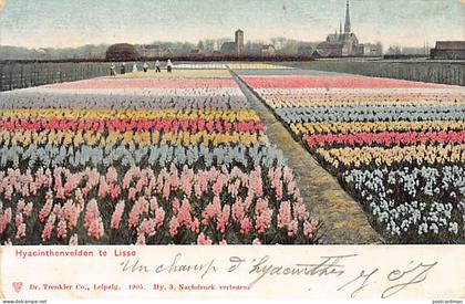 Nederland - LISSE - Hyacinthenvelden