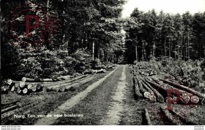 Norg Een van de vele boslanen  DRENTHE HOLLAND HOLANDA NETHERLANDS