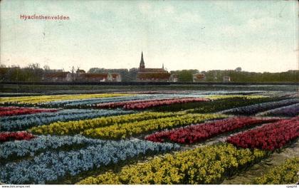 CPA Pays Bas Netherlans Hyacinthenvelden