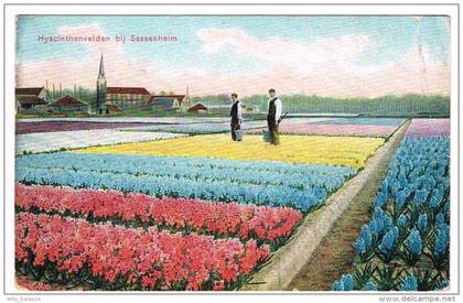 "Hyacinthenvelden bij Sassenheim" Kleuren !!! Pli !!!