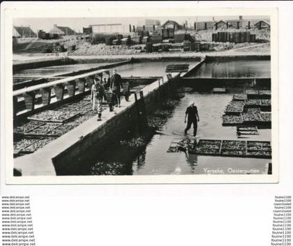 carte de YERSEKE oesterputten ( parc à huitres ) ( format 9 x 14 cm )