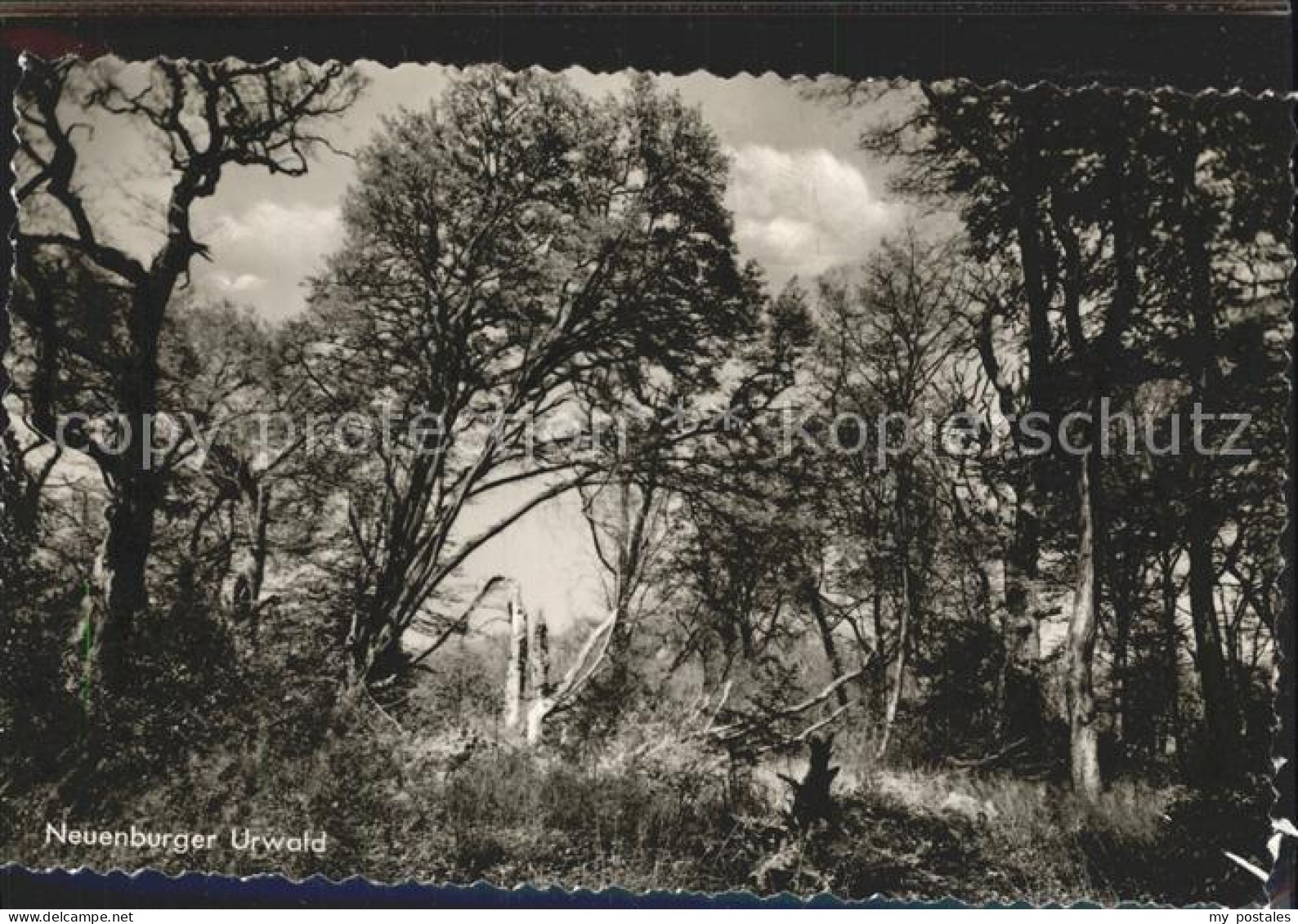 Neuenburg Friesland Neuenburger Urwald