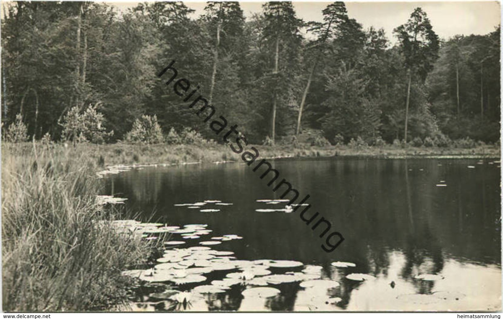 Neuglobsow - Partie am Teufelssee - Foto-AK 60er Jahre - Verlag PGH Rotophot Bestensee