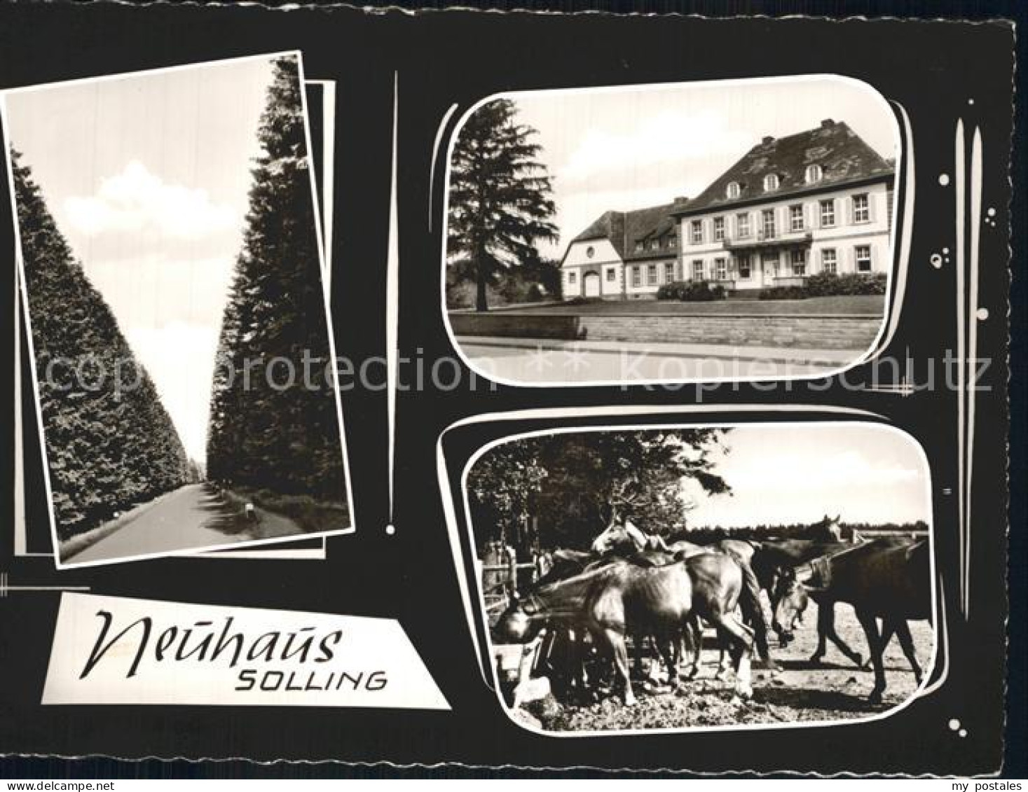 Neuhaus Solling Pferde