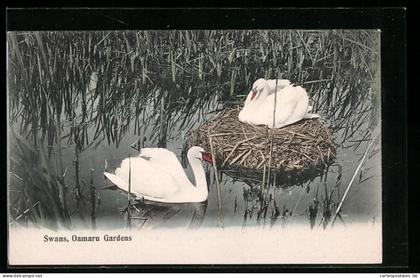 AK Neuseeland, Swans, Oamaru Gardens