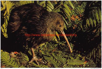 Kiwi - National Emblem of New Zealand