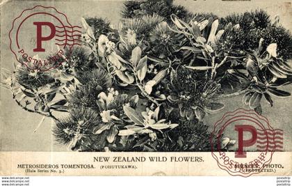 NUEVA ZELANDA // NEW ZEALAND. WILD FLOWERS.