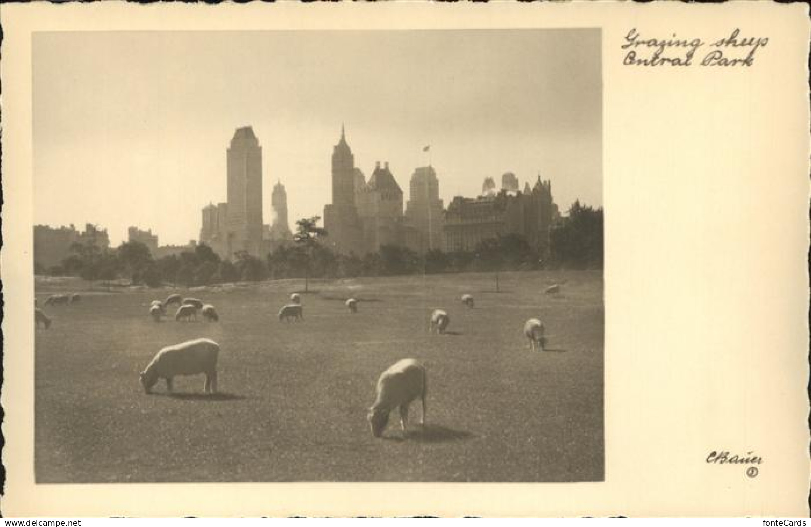 New York City Central Park sheeps