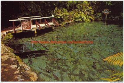 Rainbow pool - Rainbow Springs - Rotorua - New Zealand