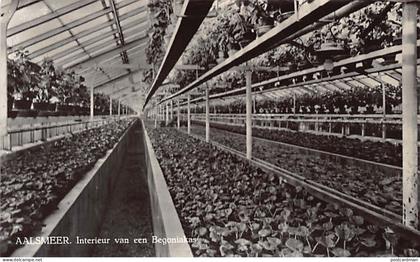 Nederland - AALSMEER - Interieur van een Begoniakas
