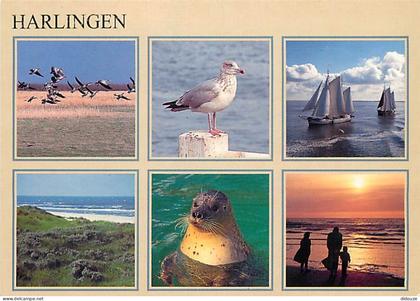 Carte Postale - Pays-Bas - Nederland - Harlingen - Multivues - CPM - Voir Scans Recto-Verso - Poscard - Carta Postal -
