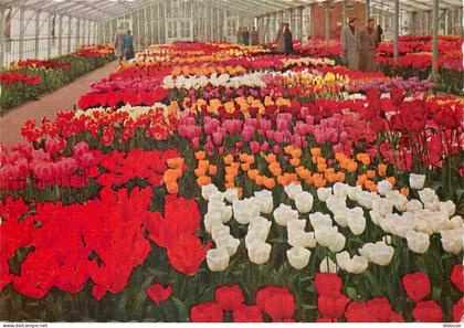 Carte Postale - Pays-Bas - Lisse - Keukenhof - Fleurs - Zuid-Holland - CPM - Voir Scans Recto-Verso